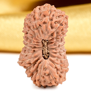 21 mukhi from Java Indonesia Large - XXVI