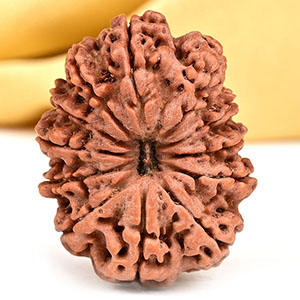 Collector 12 Mukhi from Nepal - CCII