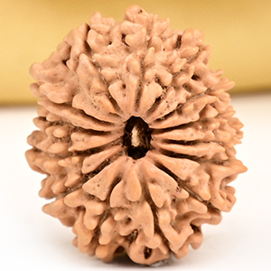 14 Mukhi from Nepal Tiny - II