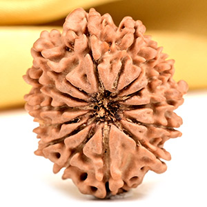14 Mukhi from Nepal Tiny - VIII