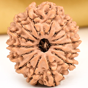 14 Mukhi from Nepal Small - CCXIII