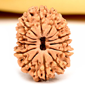 14 Mukhi from Nepal Small - CCXVI