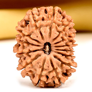 14 Mukhi from Nepal Small - CCXVII