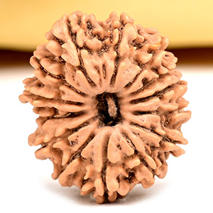 14 Mukhi from Nepal Small - CCXVIII