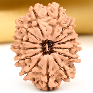 14 Mukhi from Nepal Small - CCXIX