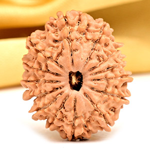 14 Mukhi from Nepal Small - CCXX