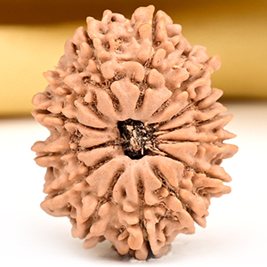 14 Mukhi from Nepal Small - CCXXI