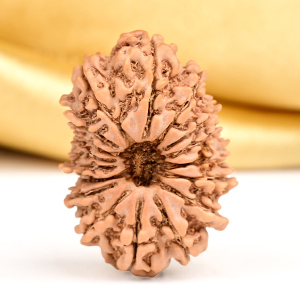 17 Mukhi from Nepal Large - XII