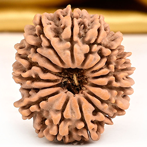 16 Mukhi from Nepal Tiny - II