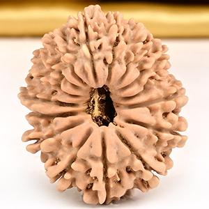 16 Mukhi from Nepal Small - XXVI