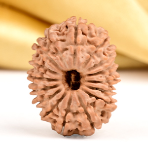 16 Mukhi from Nepal Small - XXXV