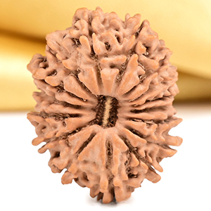 16 Mukhi from Nepal Small - XXXVI