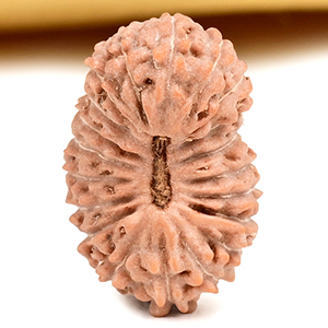 Buy 20 Mukhi from Java Indonesia Small - CXXIX from Rudra Centre (Rudraksha Ratna) at reasonable prices.