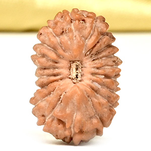 19 Mukhi from Java Indonesia Small - CLVIII