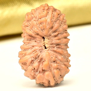 19 Mukhi from Java Indonesia Small - CLIX