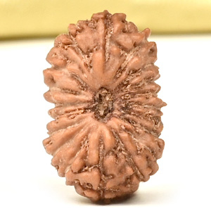19 Mukhi from Java Indonesia Small - CLXI