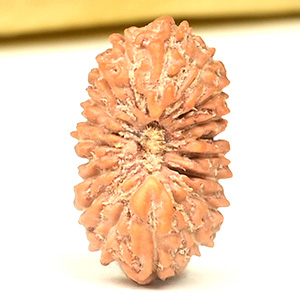 19 Mukhi from Java Indonesia Small - CLXIII