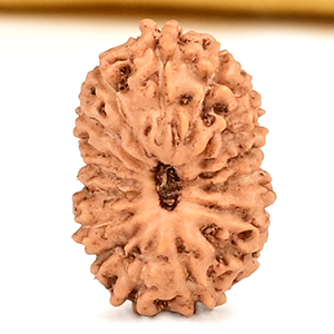 17 Mukhi from Java Indonesia Small - CCXLV