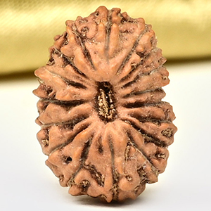 17 Mukhi from Java Indonesia Small - CCXLVII