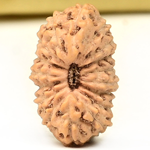 17 Mukhi from Java Indonesia Small - CCLI