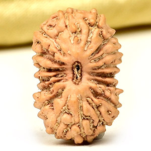 17 Mukhi from Java Indonesia Small - CCLIII