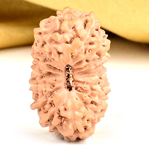 Collector 17 Mukhi From Java Indonesia - CLIV