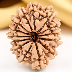 14 Mukhi from Nepal Small - CCXXIII