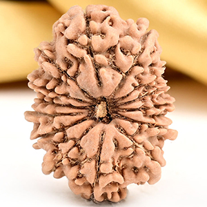 14 Mukhi from Nepal Small - CCXXIV