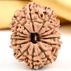 14 Mukhi from Nepal Small - CCXXV