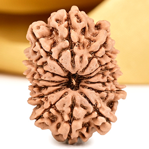 14 Mukhi from Nepal Small - CCXXVI