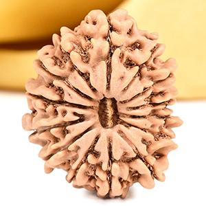 14 Mukhi from Nepal Small - CCXXVII