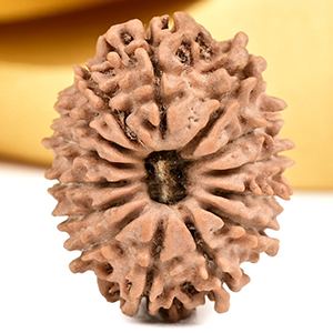 14 Mukhi from Nepal Small - CCXXVIII