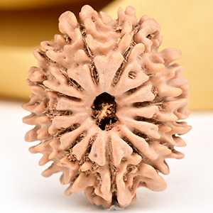 14 Mukhi from Nepal Small - CCXXX