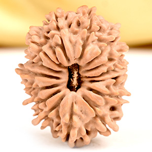 Buy 15 Mukhi from Nepal Small - CLVII from Rudra Centre (Rudraksha Ratna) at reasonable prices.