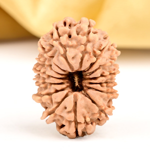 15 Mukhi from Nepal Small - CLVIII