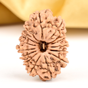 15 Mukhi from Nepal Small - CLIX