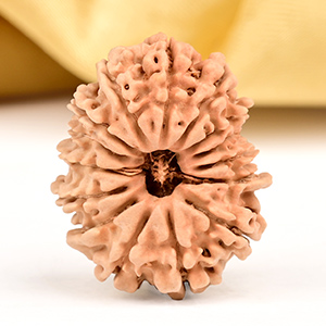 15 Mukhi from Nepal Small - CLX