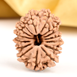 15 Mukhi from Nepal Small - CLXII