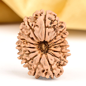 15 Mukhi from Nepal Small - CLXIII