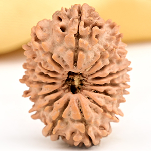 15 Mukhi from Nepal Small - CLXIV