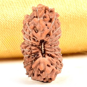 18 Mukhi from Java Indonesia Small - CCXXVII