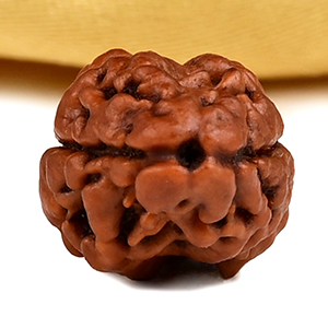 Rare 2 Mukhi from Nepal - CXC