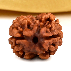 Rare 2 Mukhi from Nepal - CXCI