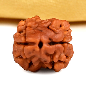 Rare 2 Mukhi from Nepal - CXCII