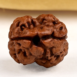 Buy Rare 2 Mukhi from Nepal - CXCIV from Rudra Centre (Rudraksha Ratna) at reasonable prices.