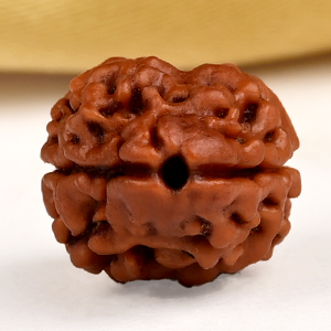Buy Rare 2 Mukhi from Nepal - CXCV from Rudra Centre (Rudraksha Ratna) at reasonable prices.