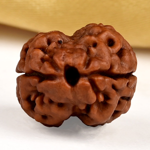 Buy Rare 2 Mukhi from Nepal - CXCVI from Rudra Centre (Rudraksha Ratna) at reasonable prices.
