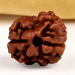 Buy Rare 2 Mukhi from Nepal - CXCVII from Rudra Centre (Rudraksha Ratna) at reasonable prices.