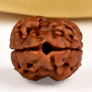 Buy Rare 2 Mukhi from Nepal - CXCVIII from Rudra Centre (Rudraksha Ratna) at reasonable prices.