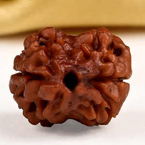 Buy Rare 2 Mukhi from Nepal - CXCIX from Rudra Centre (Rudraksha Ratna) at reasonable prices.